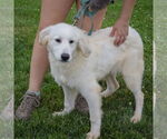 Small #2 Great Pyrenees