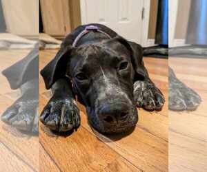 Dolly Lu - Female Boxer-Pointer Mix Dog for Adoption - Photo #18