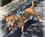 Small #2 American Pit Bull Terrier Mix