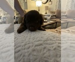Small #9 Miniature Australian Shepherd