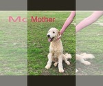 Small Photo #10 Goldendoodle-Poodle (Standard) Mix Puppy For Sale in PINEVILLE, LA, USA