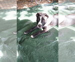 Small Photo #2 American Pit Bull Terrier-Unknown Mix Puppy For Sale in Holly Springs, NC, USA