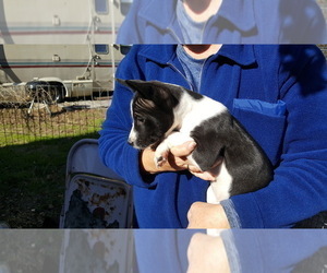 Basenji Puppy for Sale in WINONA, Texas USA