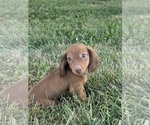 Small #1 Dachshund