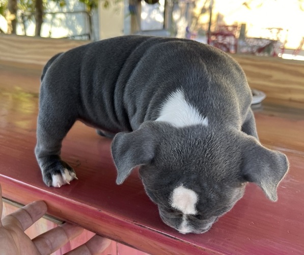 Medium Photo #3 American Bully Puppy For Sale in TAMPA, FL, USA