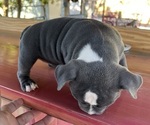 Small Photo #3 American Bully Puppy For Sale in TAMPA, FL, USA