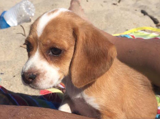 Medium Photo #1 Beagle Puppy For Sale in MOUNTAIN VIEW, CA, USA