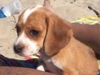 Small Photo #1 Beagle Puppy For Sale in MOUNTAIN VIEW, CA, USA