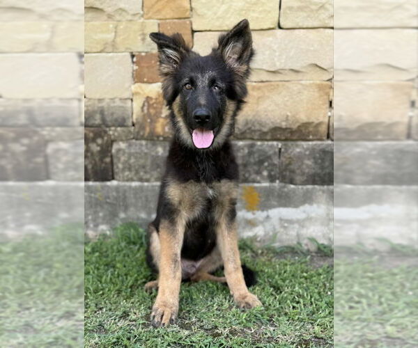 Medium Photo #2 German Shepherd Dog Puppy For Sale in PIPE CREEK, TX, USA