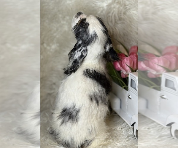 Medium Photo #4 Cocker Spaniel Puppy For Sale in HESPERIA, CA, USA