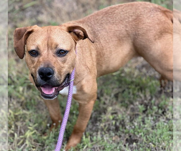 Medium Photo #3 Boxer-Unknown Mix Puppy For Sale in Houston, TX, USA