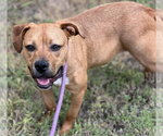 Small Photo #3 Boxer-Unknown Mix Puppy For Sale in Houston, TX, USA