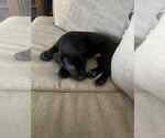 Small #5 Labrador Retriever Mix