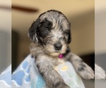 Puppy Mariah Carey Goldendoodle