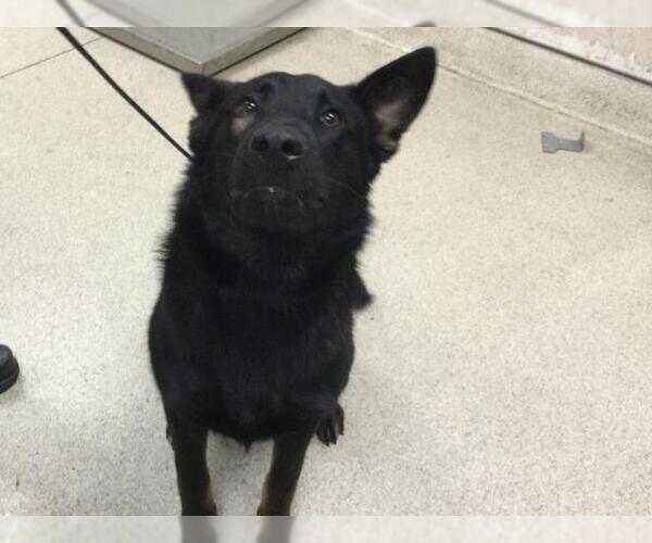 Medium Photo #1 German Shepherd Dog-Unknown Mix Puppy For Sale in Riverside, CA, USA