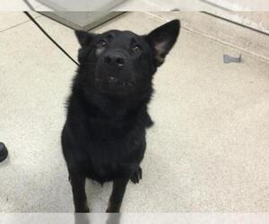German Shepherd Dog-Unknown Mix Dogs for adoption in Riverside, CA, USA