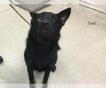 Small German Shepherd Dog Mix