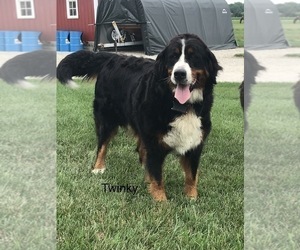 Mother of the Bernese Mountain Dog puppies born on 06/22/2022
