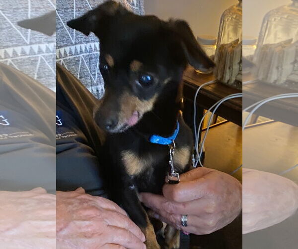 Medium Photo #2 Chihuahua-Unknown Mix Puppy For Sale in Middlesex, NC, USA