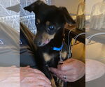 Small #1 Chihuahua Mix