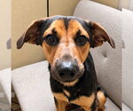 Small German Shepherd Dog Mix