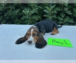 Small #6 Basset Hound