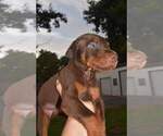 Small Photo #7 Doberman Pinscher Puppy For Sale in MONROE, NC, USA