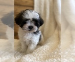 Small Photo #4 Maltipoo Puppy For Sale in LITHIA, FL, USA