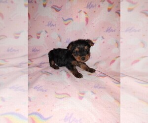 Yorkshire Terrier Litter for sale in LAPEER, MI, USA