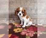 Small #17 Cavalier King Charles Spaniel