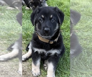 German Shepherd Dog Puppy for sale in BRIGHTON, CO, USA