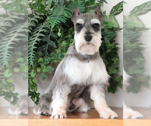 Father of the Schnauzer (Miniature) puppies born on 07/12/2025