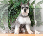 Small Photo #1 Schnauzer (Miniature) Puppy For Sale in SYRACUSE, IN, USA
