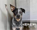 ALMOND - Male Mutt Dog for Adoption - Small photo
