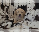 Puppy Tan Male Golden Retriever