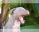 Small Photo #5 American Bully Puppy For Sale in DELTONA, FL, USA