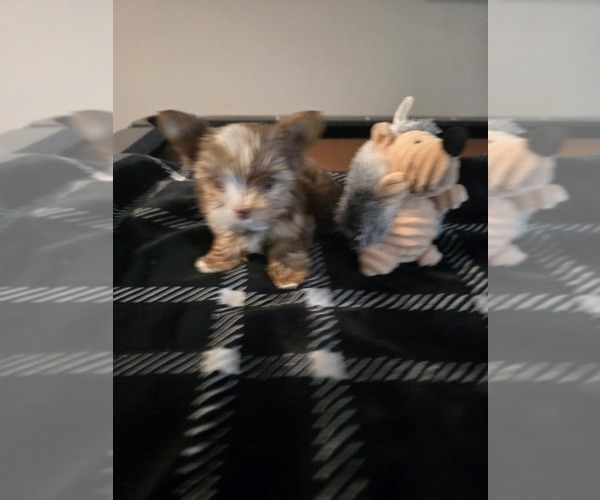 Medium Photo #7 Yorkshire Terrier Puppy For Sale in SCHERTZ, TX, USA