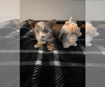 Small #6 Yorkshire Terrier