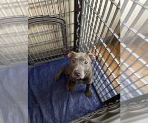 American Bully Puppy for sale in PROVIDENCE, RI, USA