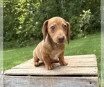 Small #2 Dachshund