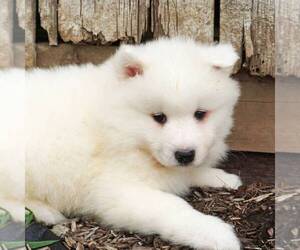 Samoyed Puppy for sale in THORP, WI, USA