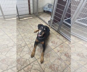 Doberman Pinscher Dogs for adoption in Devine, TX, USA