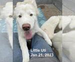 Small Photo #5 Samoyed-Siberian Husky Mix Puppy For Sale in ENCINO, CA, USA