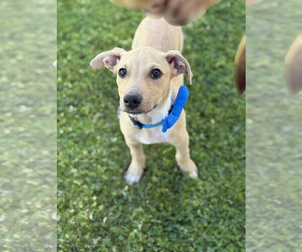 Medium Photo #2 American Pit Bull Terrier-Labrador Retriever Mix Puppy For Sale in Phoenix, AZ, USA