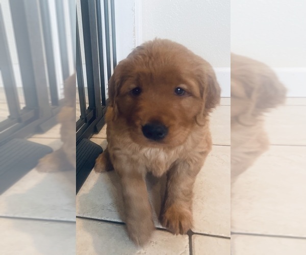 Medium Photo #36 Golden Retriever Puppy For Sale in BEDFORD, TX, USA
