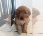 Small #35 Golden Retriever