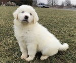 Small Photo #3 Great Pyrenees Puppy For Sale in DEERFIELD, OH, USA