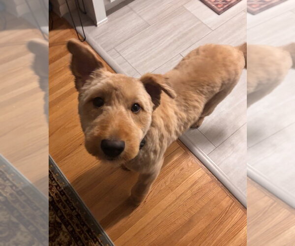 Medium Photo #3 Mutt Puppy For Sale in Minneapolis, MN, USA