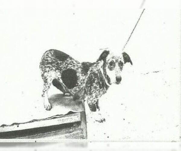 Medium Photo #1 Chiweenie Puppy For Sale in Missouri City, TX, USA