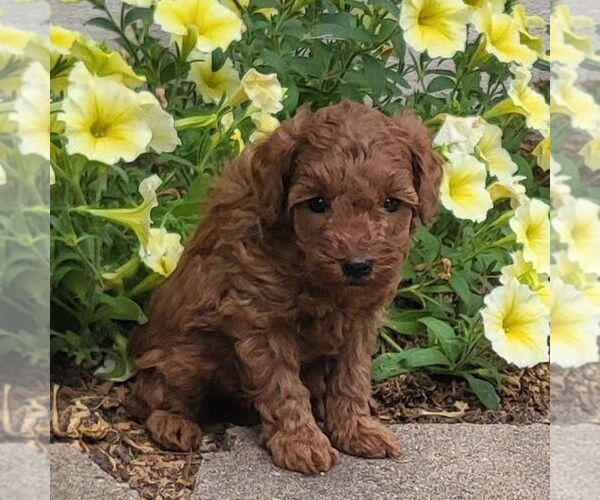 Medium Photo #1 Poodle (Toy) Puppy For Sale in ARTHUR, IL, USA